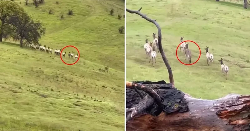 Sahibinin telef oldu diye umudu kestiği eşek, 4 yıl sonra böyle görüntülendi