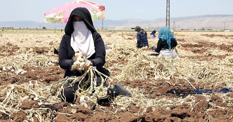 Gaziantep te 10 bin tarım işçisiyle hasat başladı, marketlerde 150 200 TL olması bekleniyor