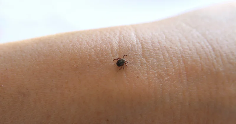 Toplu iğne başı kadar küçük olabilen kenelere dikkat: Vücudunuzu iyice kontrol edin