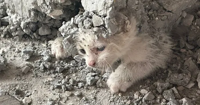 Şanlıurfa da inşaata giren yavru kedinin üzerine beton döküldü! İmdadına itfaiye yetişti