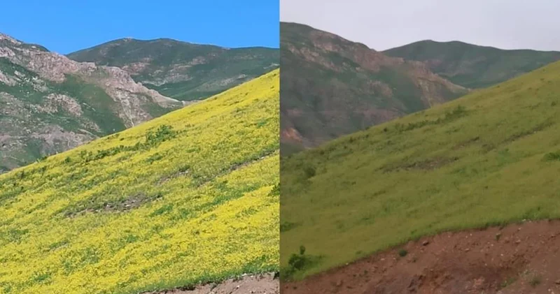 Hakkari de görüldü! Güneşle açıyor, gün batımıyla yok oluyor