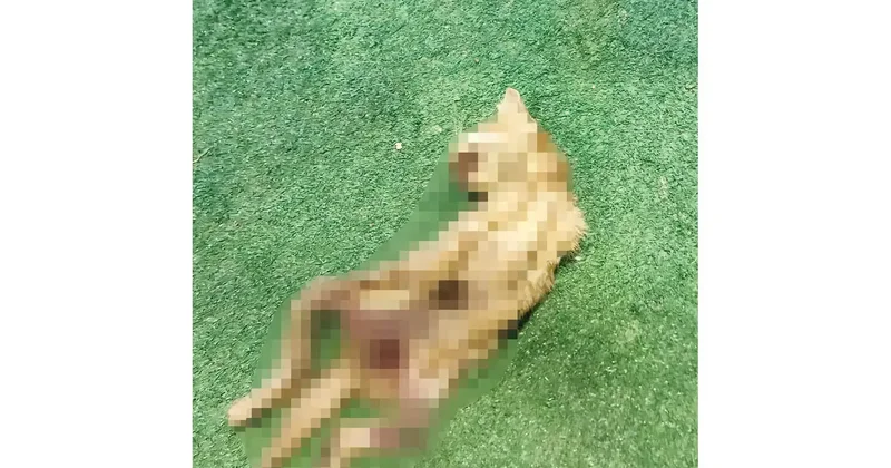 Kesiklerin ardında kim var