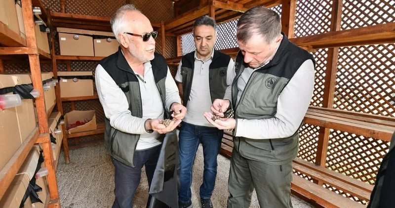 Balıkesir’de gal arısıyla mücadele