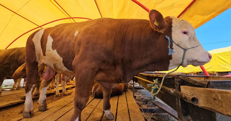 850 kiloluk ‘Yıldız 285 bin TL ye satıldı