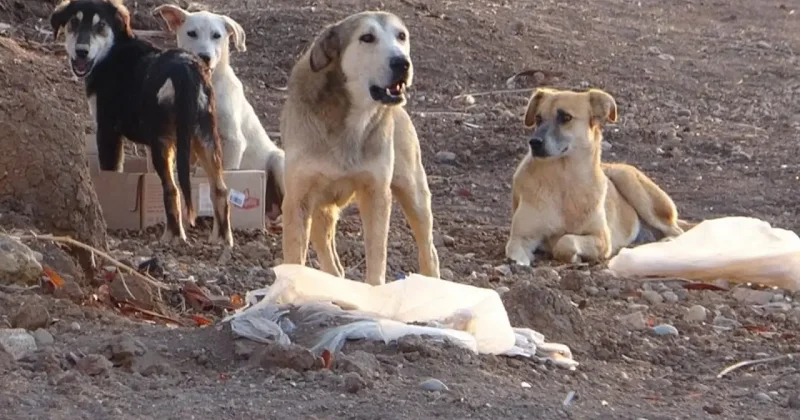 Başıboş sokak köpeği vahşeti: 5 yaşındaki Ömer hastaneye kaldırıldı