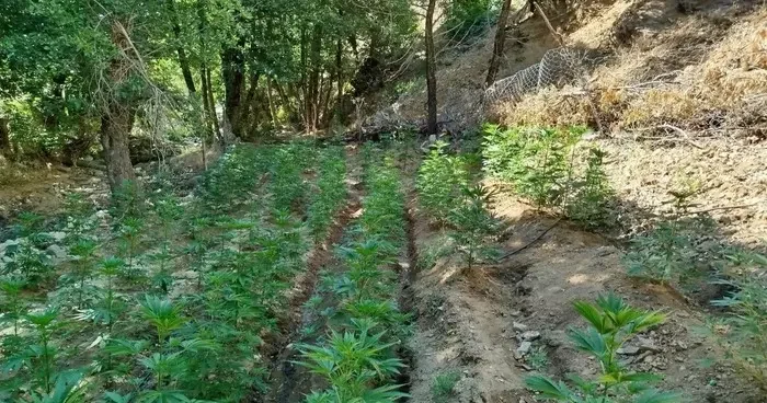 Bingöl de 17 bin 245 kök Hint keneviri ve skunk ele geçirildi