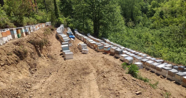 Kastamonu da bal üreticiliği yapan vatandaş karşılaştığı manzarayla şok oldu: 56 kovanda 1 milyon arı zehirlenerek katledildi VİDEO İZLE