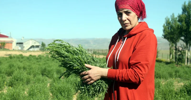 Coğrafi işaret, Bayburt tarhunu na ihracat yolunu açtı