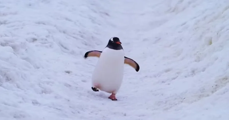 Halk TV den RTÜK e özel yayın: Penguenler