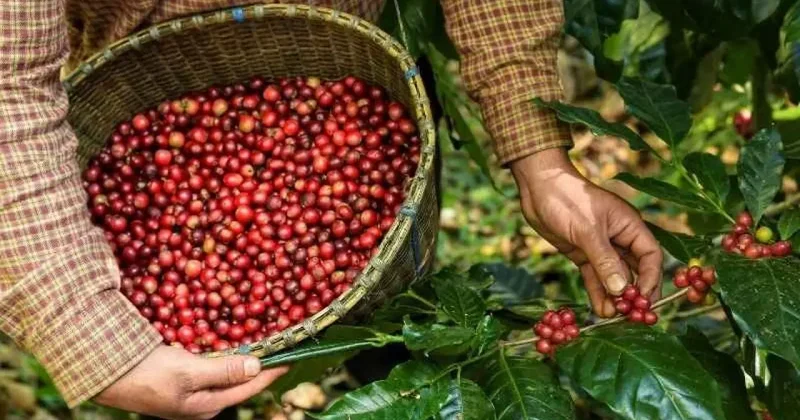 Yüksek seyreden kahve fiyatları, tekrar düşüşe geçti