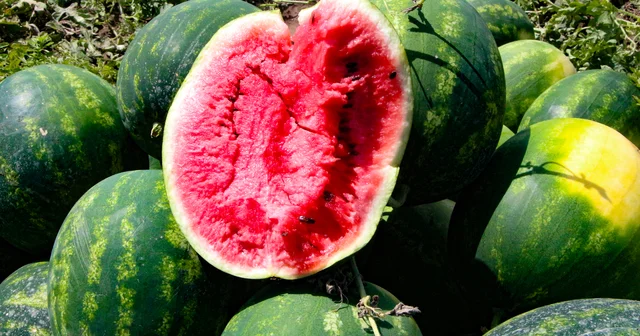 Adana da karpuzun tarlada kilosu 13 TL den 5 TL ye düştü Adana Haberleri