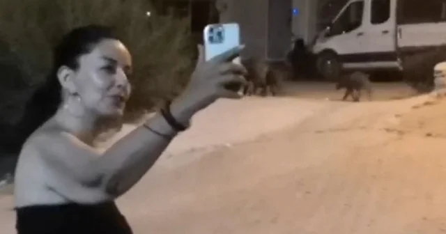 Muğla da domuzlarla ‘özçekim’ modası da çıktı VİDEO İZLE