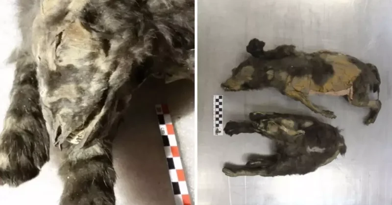 14 bin yıllık kurt yavruları buzlar altında mumyalanmış hâlde bulundu!