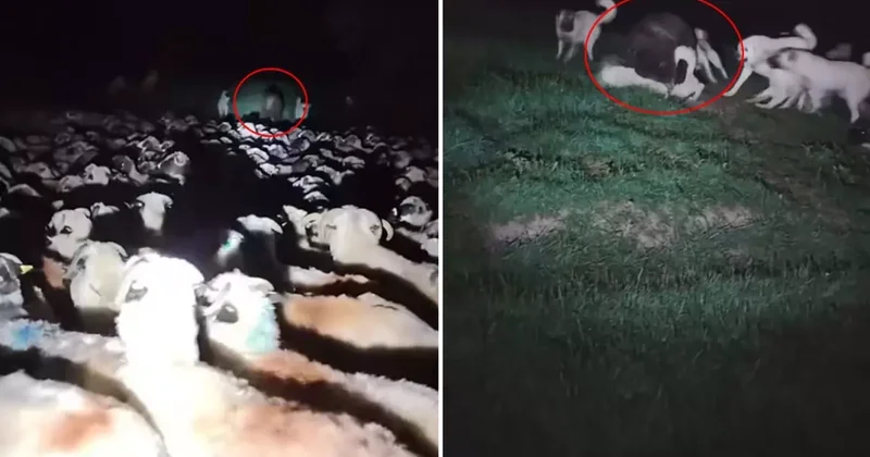 Korku filmini andıran görüntü! Aniden ortaya çıktı, köpekler çaresiz kaldı