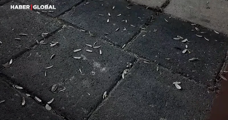 Zabıta ekiplerinden çöpünü yere atanlara ders gibi uygulama
