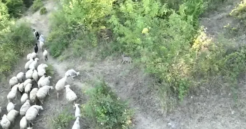 Kurdun koyunlara saldırısı dronla önlendi