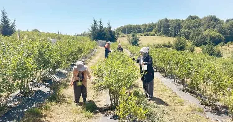 Candarlı’nın cesur kadınları destek bekliyor