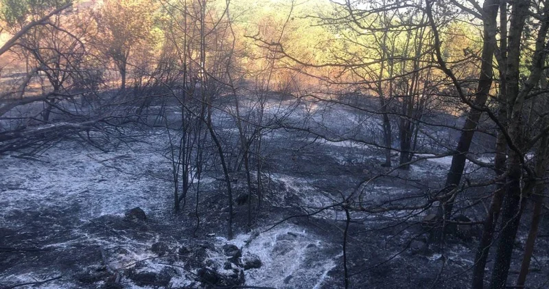 Sakarya dan Düzce ye sıçrayan yangında yeni gelişme