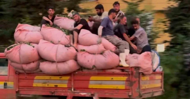 Rize de tıka basa çay dolu kamyonun kasasında tehlikeli yolculuk VİDEO İZLE