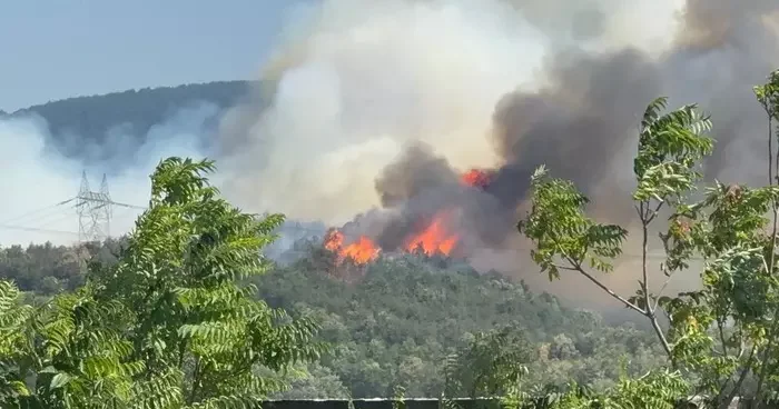 Düzce Sakarya sınırında orman yangını