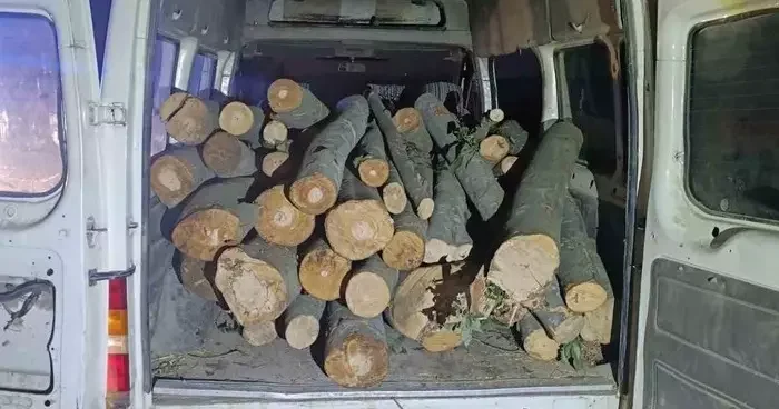 1 ton kaçak orman ürünü ele geçirildi