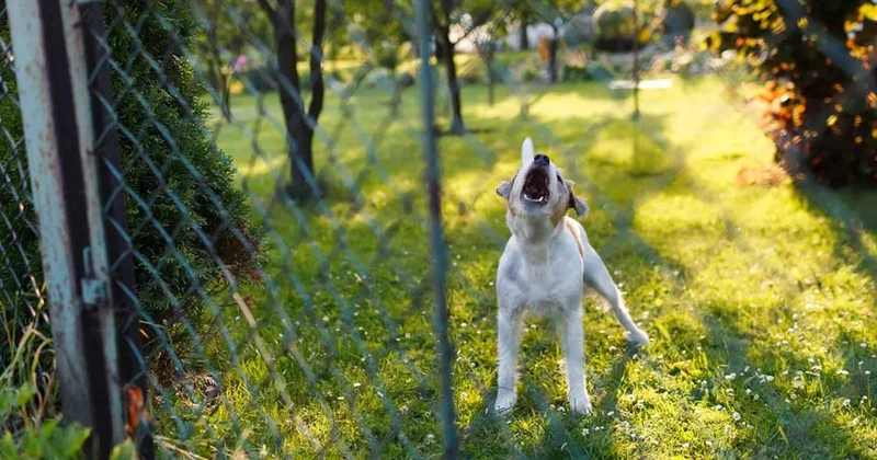 Sadece havlamıyor... Köpeğinizin bu 3 davranışı hayatta kalma çığlığı olabilir! Sözcü Gazetesi