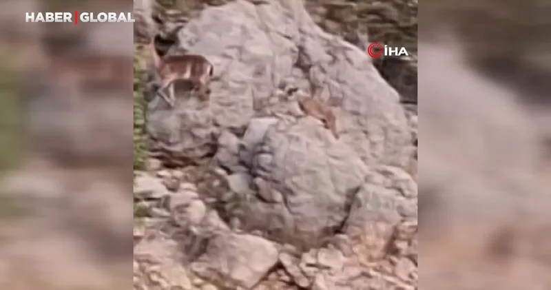 Yaban keçileri yangın sebebiyle doğal yaşam alanlarından kaçarken görüntülendi