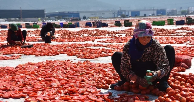 İzmir de kuru domates mesaisi İzmir Haberleri