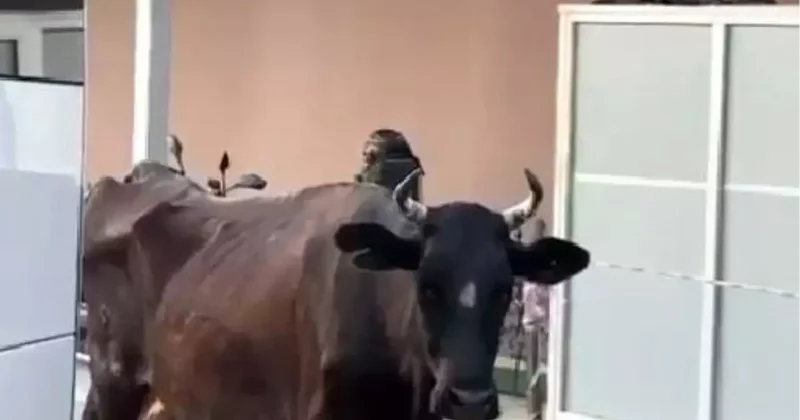 İnek Hastane Girişinde Şaşırttı
