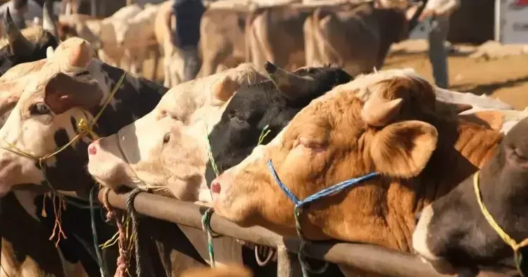 Tarım ve Orman Bakanlığı ndan şap hastalığı açıklaması