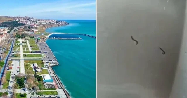 İçme suyu şebekesinden kurtlar çıktı: O ilde yaşayanlar şoke oldu Tekirdağ Haberleri