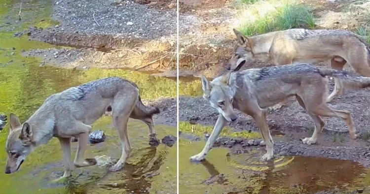 Muğla da fotokapana yansıdı! Nadir görülen bir tür