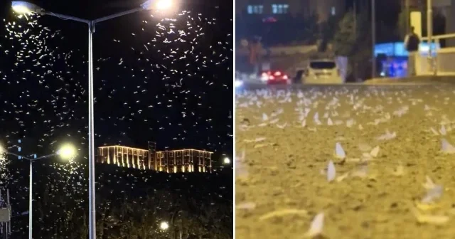 Ardahan da Mayıs sinekleri nin ölüm dansı sona erdi Ardahan Haberleri