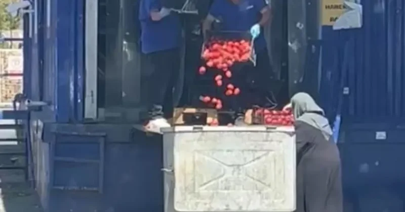 Yer: İstanbul! Zincir markette tepki çeken görüntü: Kasalarca domates çöpe döküldü