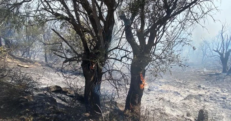 İzmir de ormanlık alanda yangın çıktı: Havadan ve karadan müdahale başladı