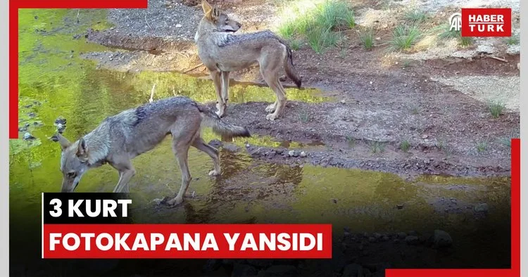 3 kurt fotokapana yansıdı