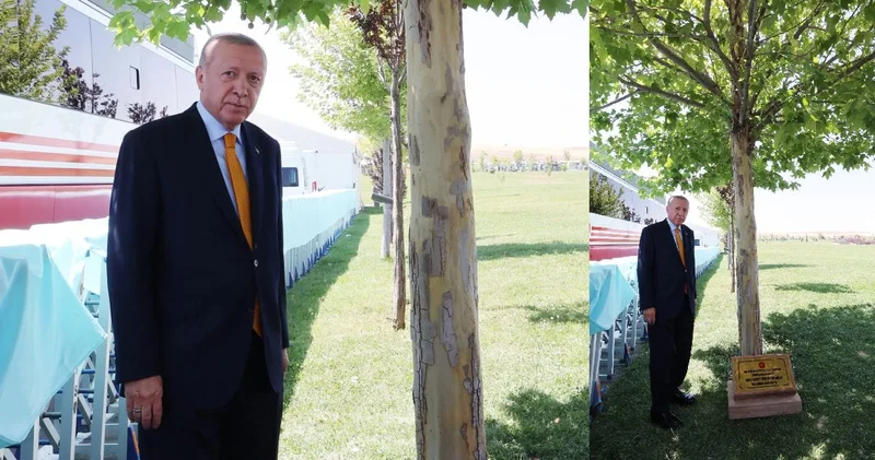 Erdoğan yedi sene önce diktiği ağaçla hatıra fotoğrafı çektirdi
