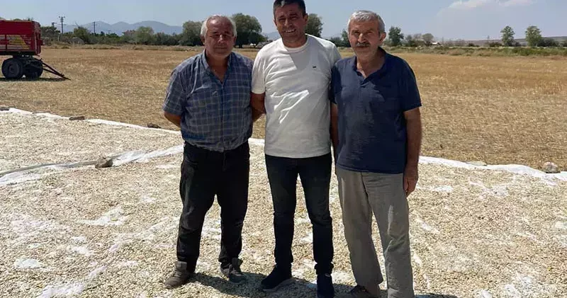 Polatlı’da kabak çekirdeği hasadı başladı