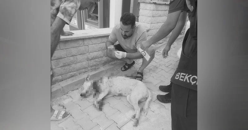 Vicdansızlığın böylesi: Denizli de bir cani, hamile köpeği tüfekle vurdu