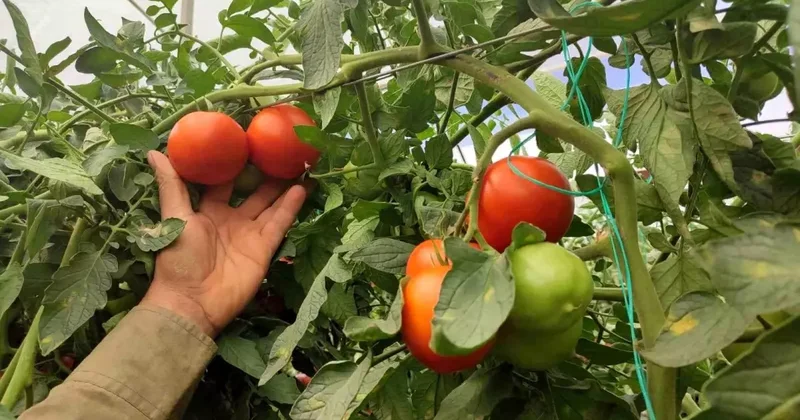 Bu mahallede toprak altın değerinde: 20 dekarlık seradan tonlarca ürün aldılar