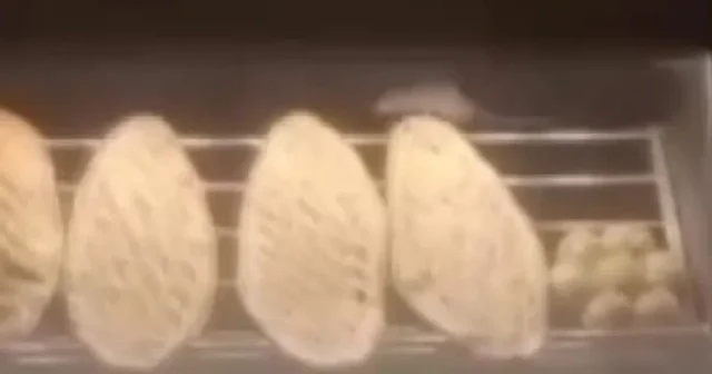 Elazığ’da ekmek fırınında farenin cirit attığı anlar kameraya yansıdı VİDEO İZLE