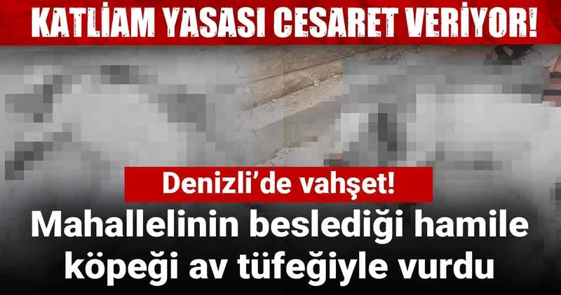 Denizli’de vahşet! Mahallelinin beslediği hamile köpeği av tüfeğiyle vurdu