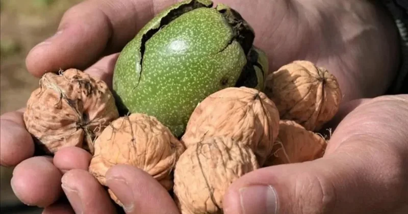 Cevizin 3 yeni faydası daha bulundu