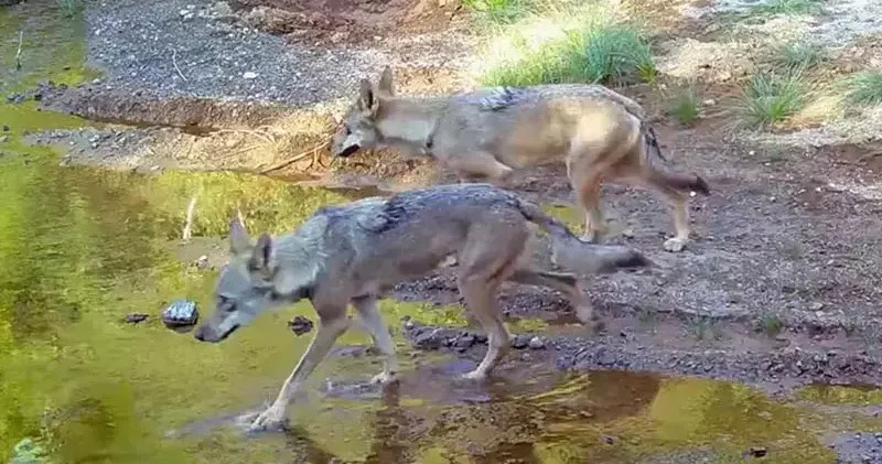 Muğla da su kaynağına gelen kurtlar fotokapan kamerasında