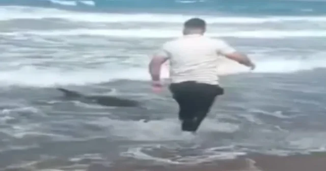 Sahile vuran yunusun vatandaşlar tarafından kurtarılma anı kamerada VİDEO İZLE