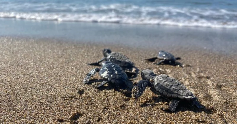 Mersin de bu sezon 210 bin kaplumbağa yavrusu denizle buluştu