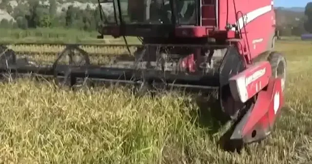 Sinop ta 17 bin 484 dekar alanda çeltik hasadına başlandı VİDEO İZLE