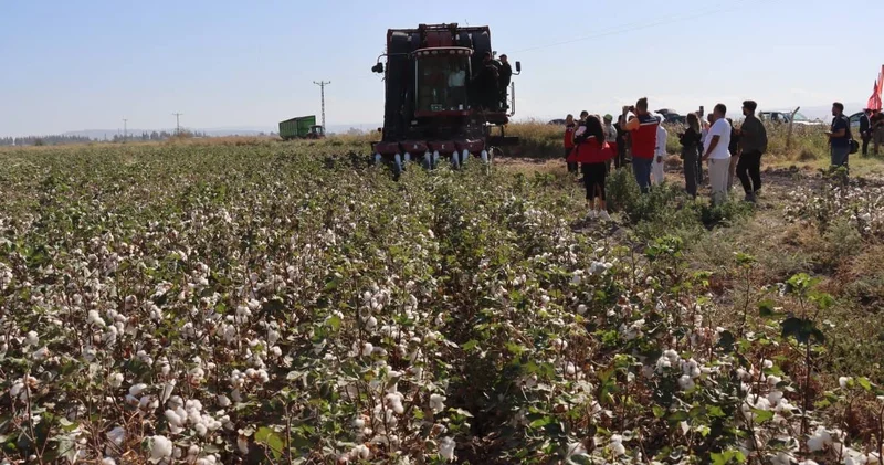 290 bin dekarda 140 bin ton ürün bekleniyor: Beyaz altında hasat zamanı