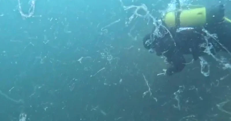 Kabus Marmara ya geri döndü! Sivriada da ortaya çıktı