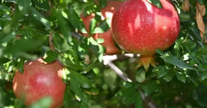 Denizli’de nar hasadı başladı